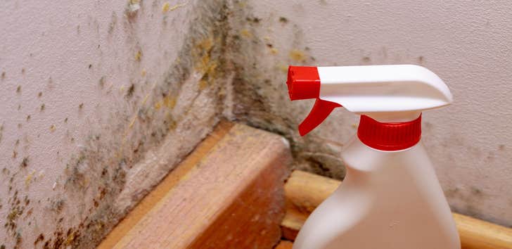 Photos by Mold Experts of Salt City #1
