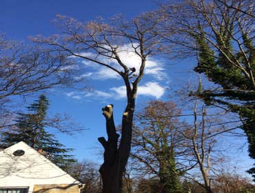 Photo(s) from Bonilla Tree Service Inc