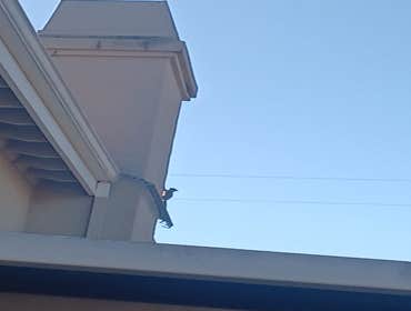 Photos by German Rodent Control #5