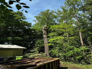 Flores Tree Services General & Landscaping
