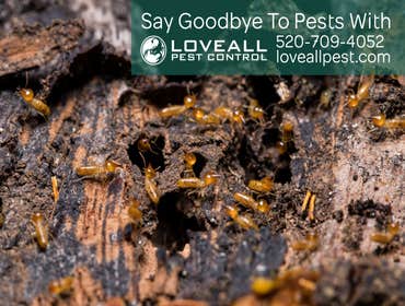 Termite-Pest Control Service