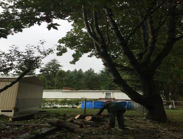 Maple Tree Trim After