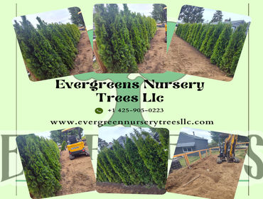 Photos by Evergreens Nursery Trees LLC #6