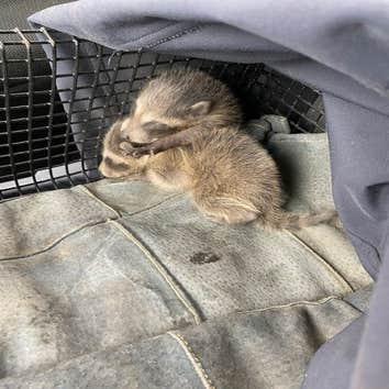 Critter Removal Indianapolis