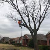 Photos by K-perez Tree Services #1