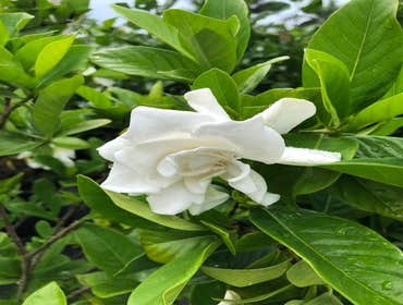Photos by B&c Fruit Trees & Landscape LLC #1