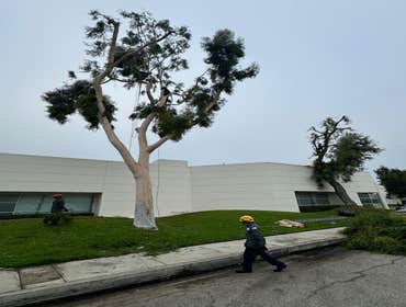 Photos by California Green Tree Care #1