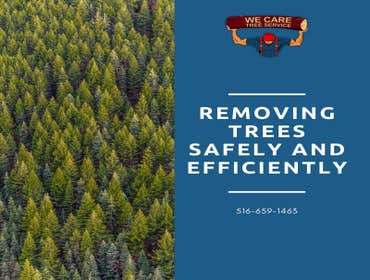 We Care Tree Services Looking for complete tree service. From tree removal to land clearing – We Care Tree Service can handle all of your tree service 
