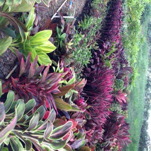 Photos from Kauai Hydroseed & Landscape Llc