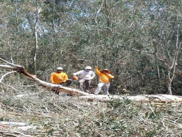Tree removals