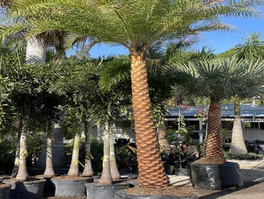 Photos by B&c Fruit Trees & Landscape LLC #1