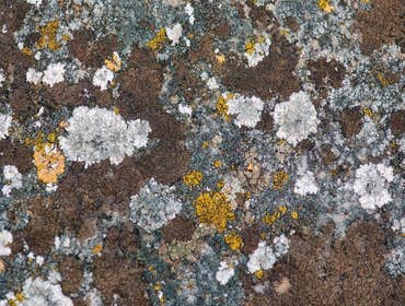 Bay Area Mold Services Project