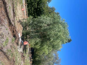 New trees