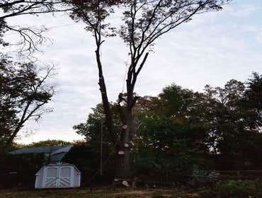 Photos by A&m Tree Services LLC #1