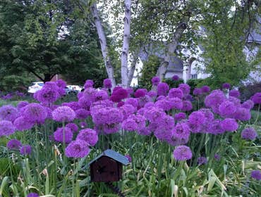 May drama with spring bulbs