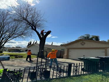 Photos by Discovery Tree Care, Inc #18