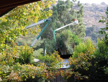 Photos by Placerville Tree Service #1