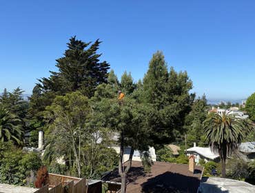 Photos by Moreno Tree Service #1