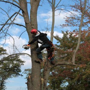 Andrew Tree Trimming, Tree Removal & Tree Service
