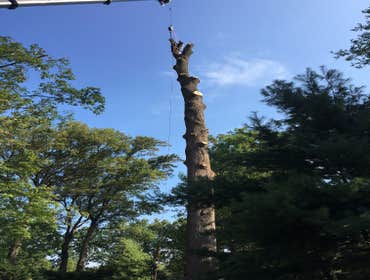 Photo(s) from Bonilla Tree Service Inc