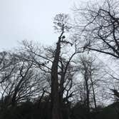 Photo(s) from Bonilla Tree Service Inc