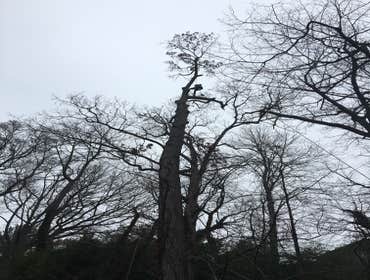 Photo(s) from Bonilla Tree Service Inc