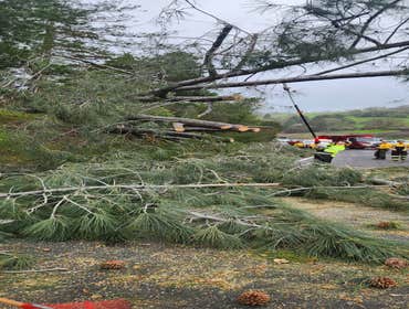 Photos by Pro M Tree Service #42
