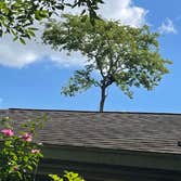 Photos by Contreras Tree Services #3