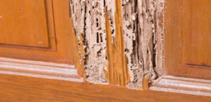 the Tiny Kingdom Termite Experts