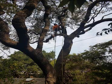 Photos by Moreno Tree Service #1