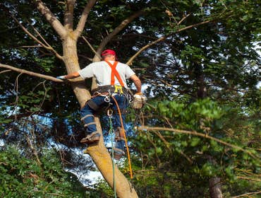 Photos by Fort Lauderdale Tree Service #1
