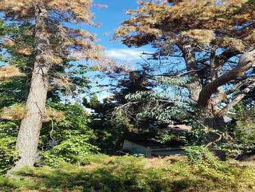 Tree removals