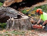 Photos by N&e Tree Trimming Service #1