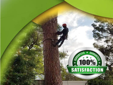 Photos by Villeda Tree Services #1