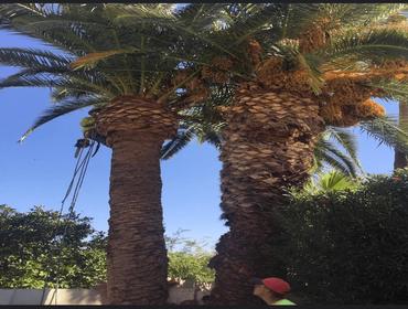 Photos by H&R Tree Services LLC #1