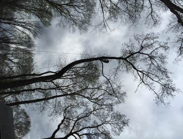 Utilizing a crane to remove a rotten tree in Ridgewood NJ