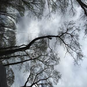 Utilizing a crane to remove a rotten tree in Ridgewood NJ