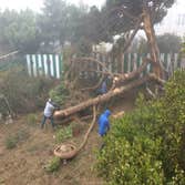 Photos by Ms Tree Services #1
