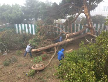 Photos by Ms Tree Services #1