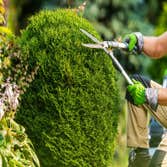 Luis Lopez Tree & Lawn Services