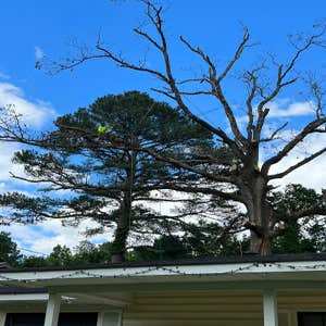 Photos by Rg Tree Services #10