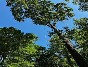 Flores Tree Services General & Landscaping