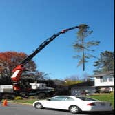 Photos by Cut Rite Tree Service Fresno #1