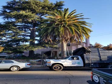 Photos by Moreno Tree Service #1