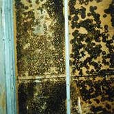 Mold growth