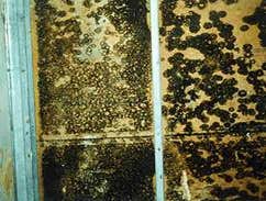 Mold growth