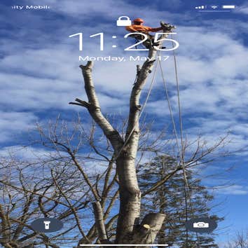 Photos by Trinity Tree Service #1