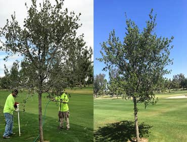 Photos by Tree Theory #1 Deep Root Feeding, and Soil enhancement program
Before and after pics