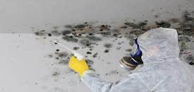 Photos by the Professional Touch #1 The Professional Touch provides expert mold remediation and mold removal services in Iowa Falls, IA. Our certified 