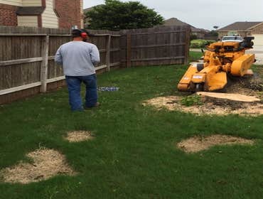 Photos from South Texas Tree of Life Tree S.Tx Tree of Life Tree Service